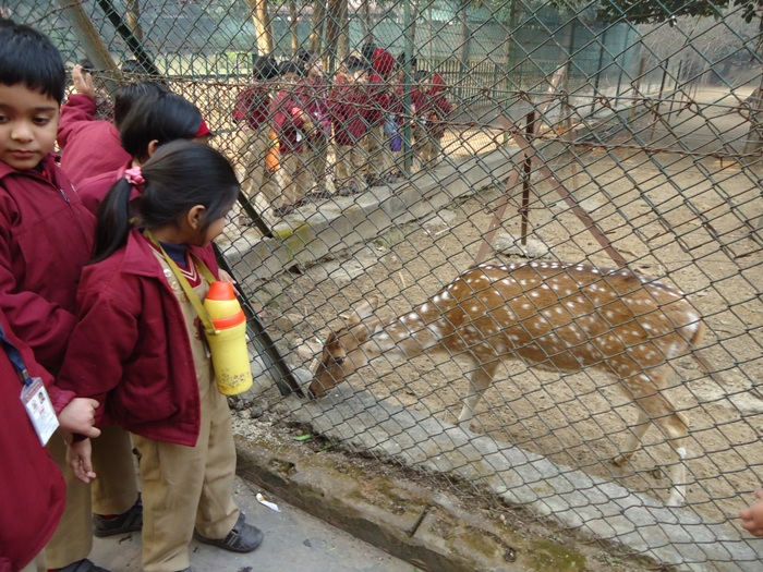 Deer park excursion, Pre- primary department